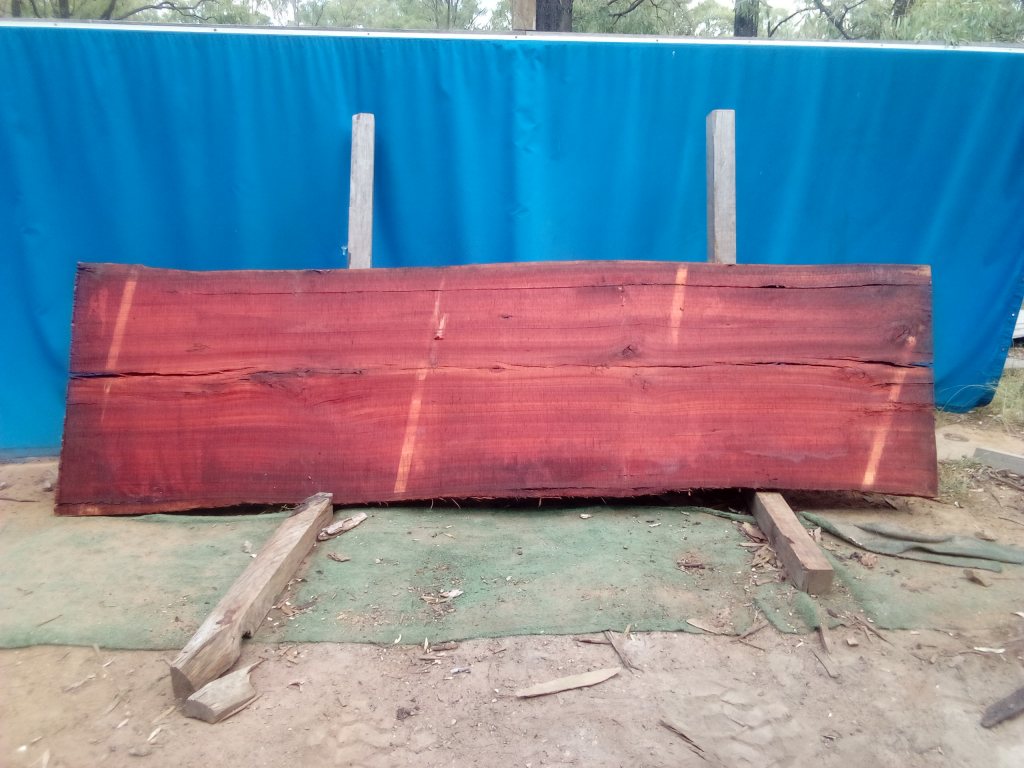 Sydney Blue Gum (TS920SBG)