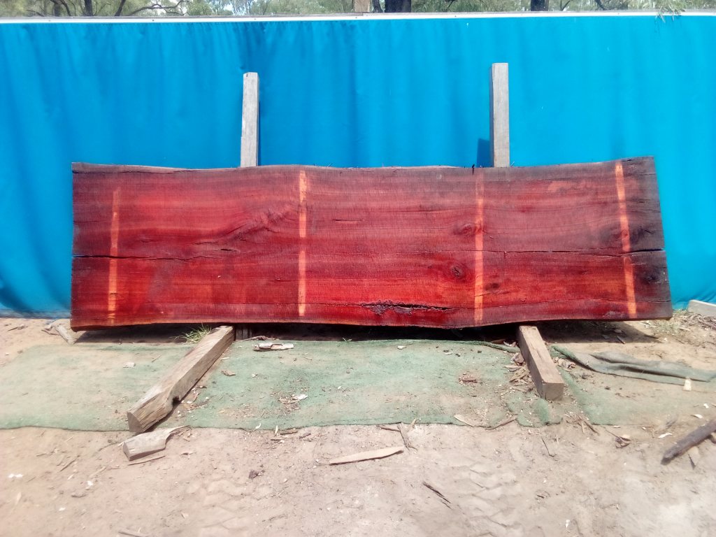 Sydney Blue Gum (TS920SBG)