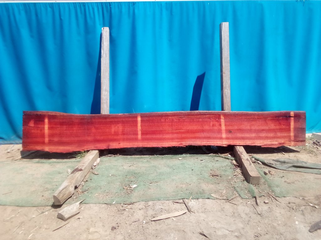 Sydney Blue Gum (TS921SBG)