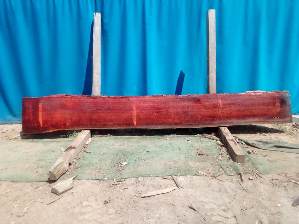 Sydney Blue Gum (TS921SBG)