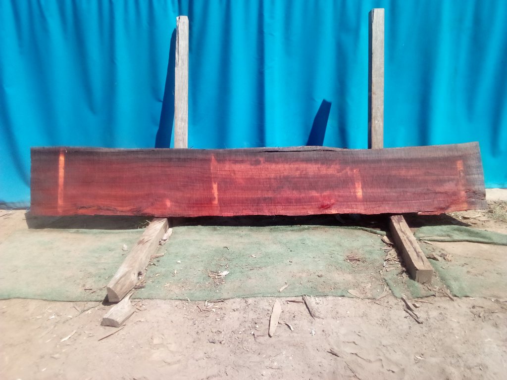 Sydney Blue Gum (TS922SBG)