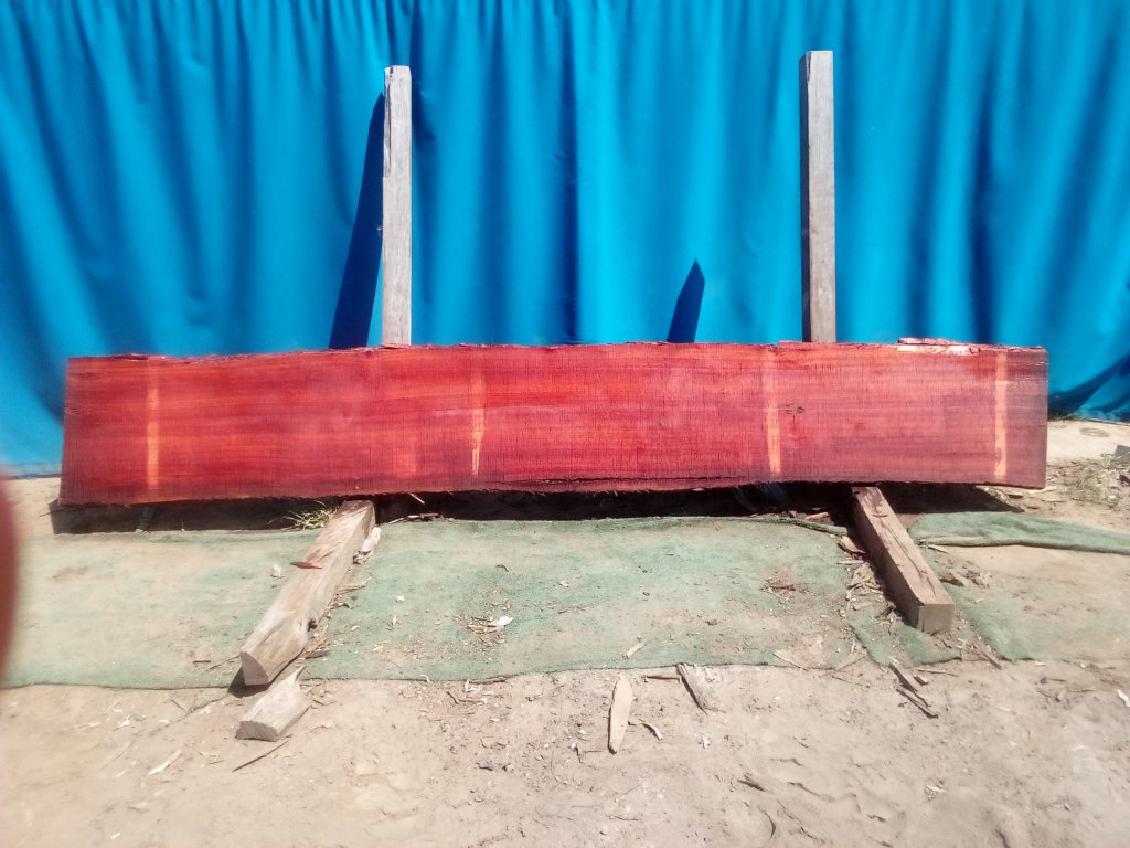 Sydney Blue Gum (TS922SBG)