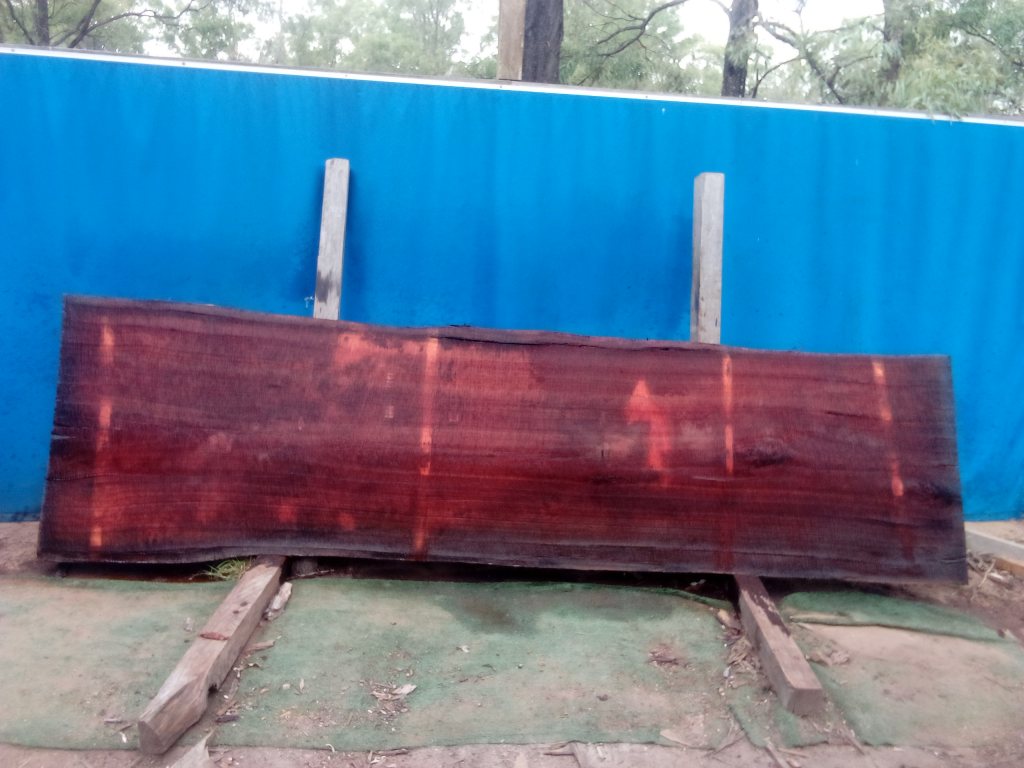 Sydney Blue Gum (TS923SBG)