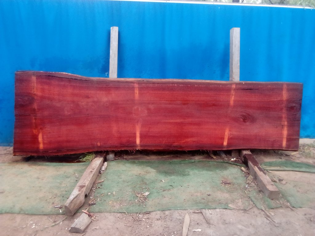 Sydney Blue Gum (TS923SBG)