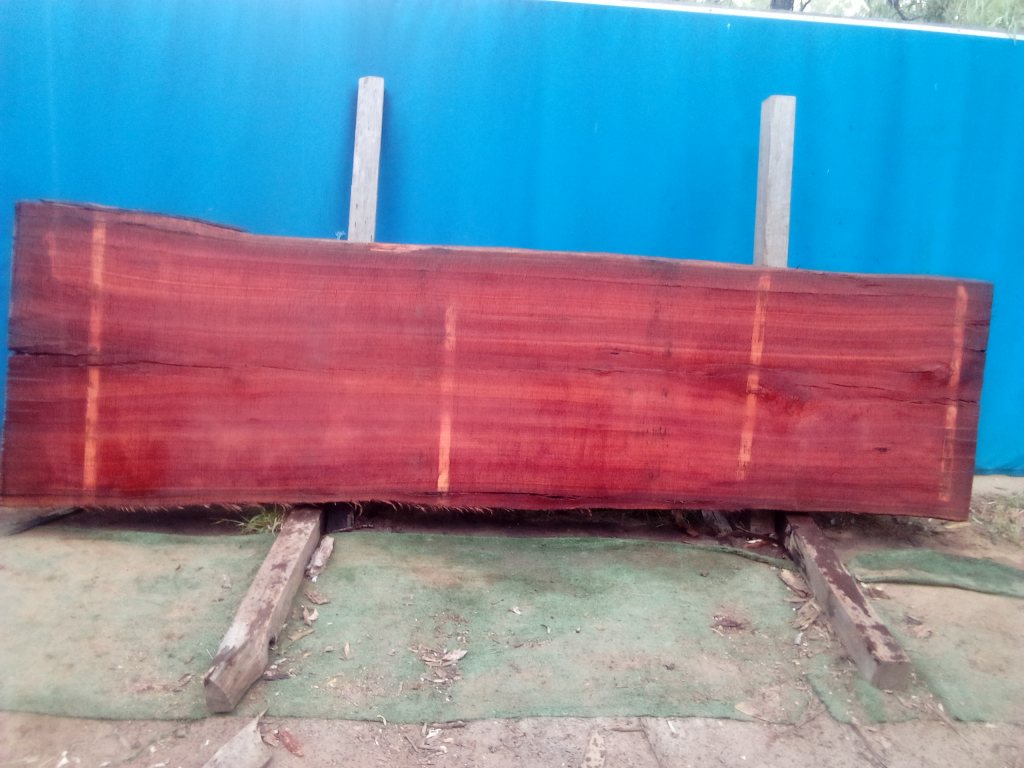 Sydney Blue Gum (TS924SBG)
