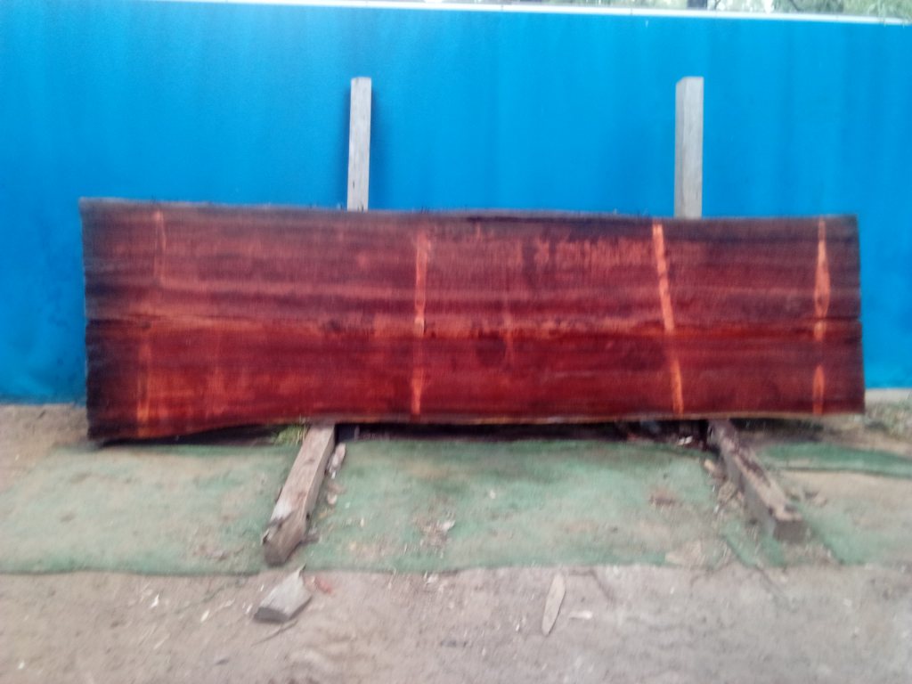 Sydney Blue Gum (TS924SBG)