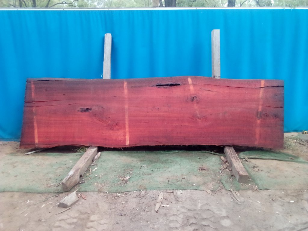 Sydney Blue Gum (TS925SBG)