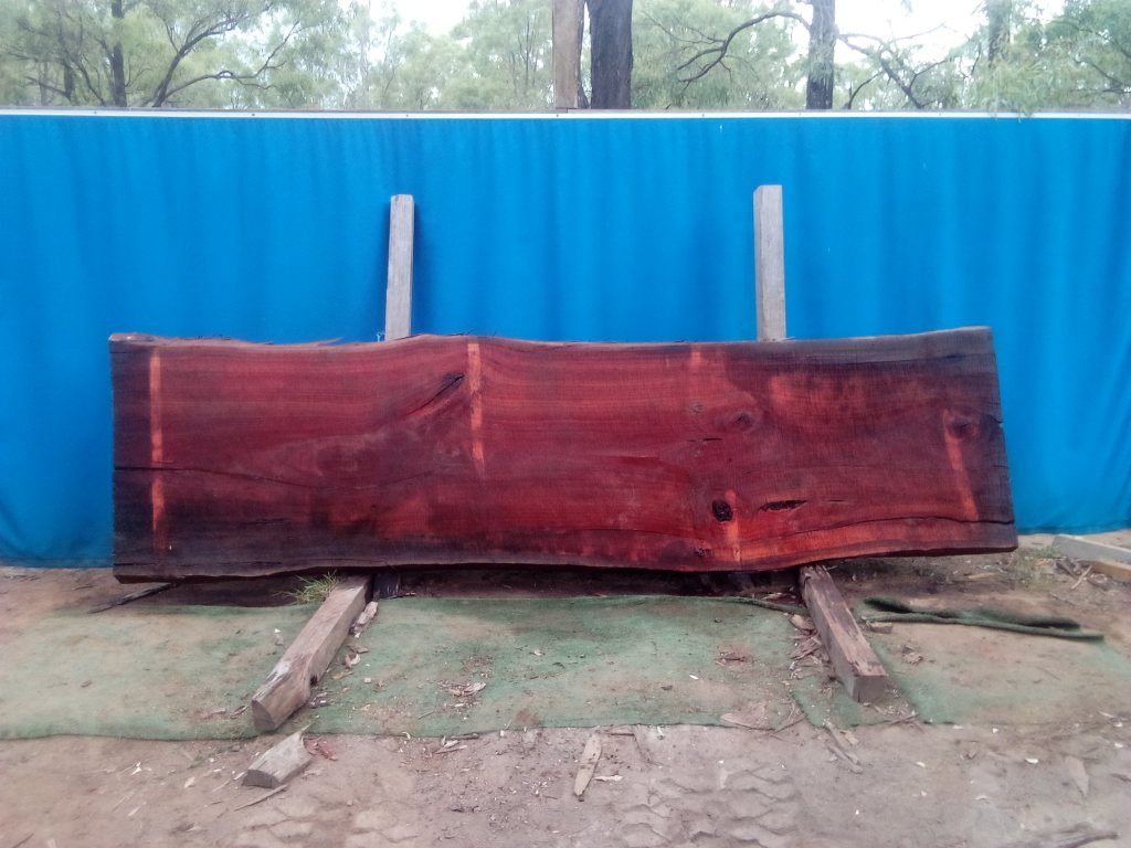 Sydney Blue Gum (TS925SBG)