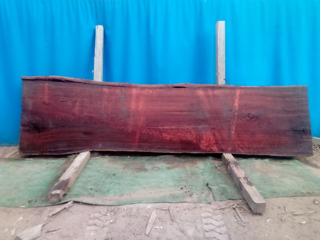 Sydney Blue Gum (TS926SBG)