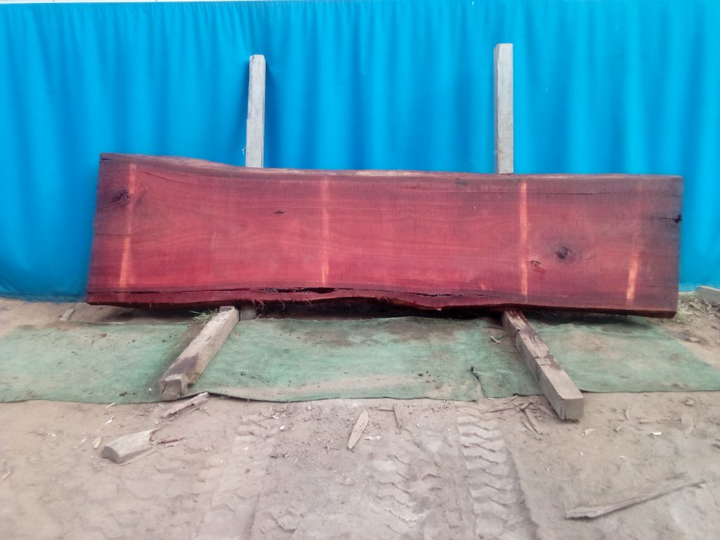 Sydney Blue Gum (TS926SBG)
