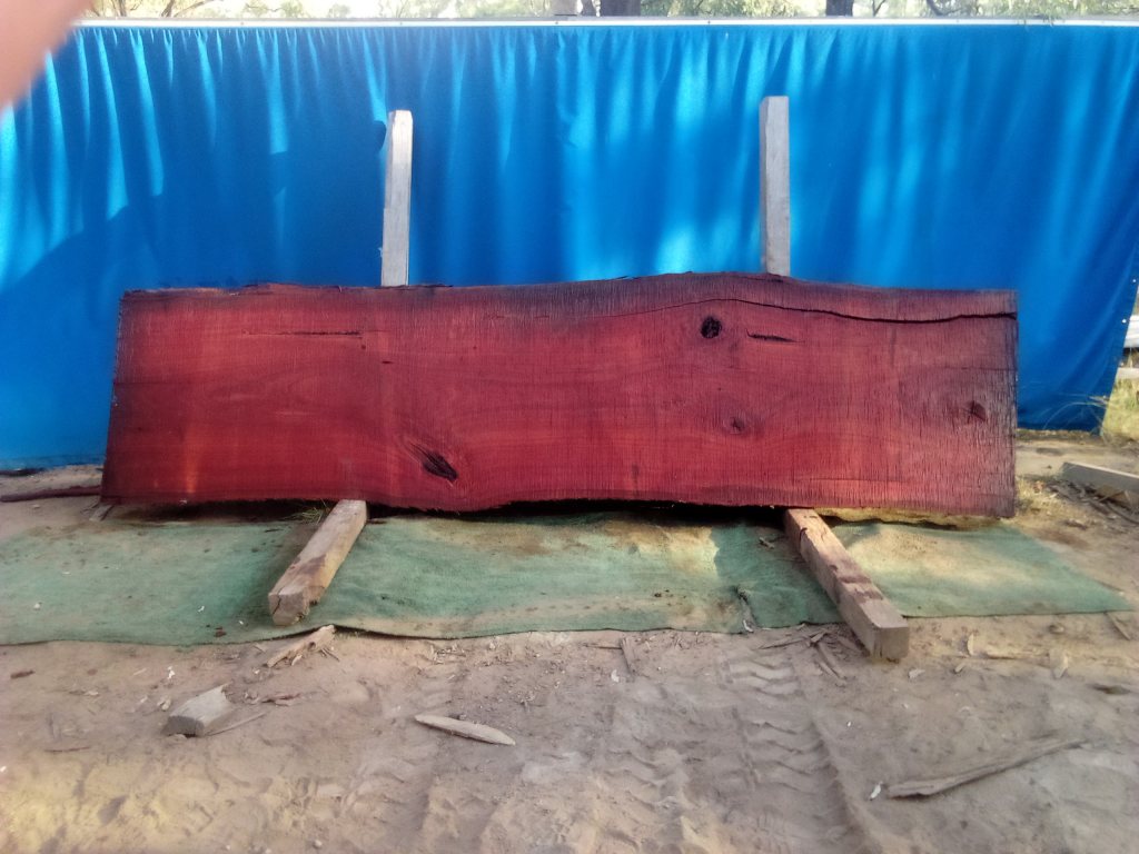 Sydney Blue Gum (TS927SBG)