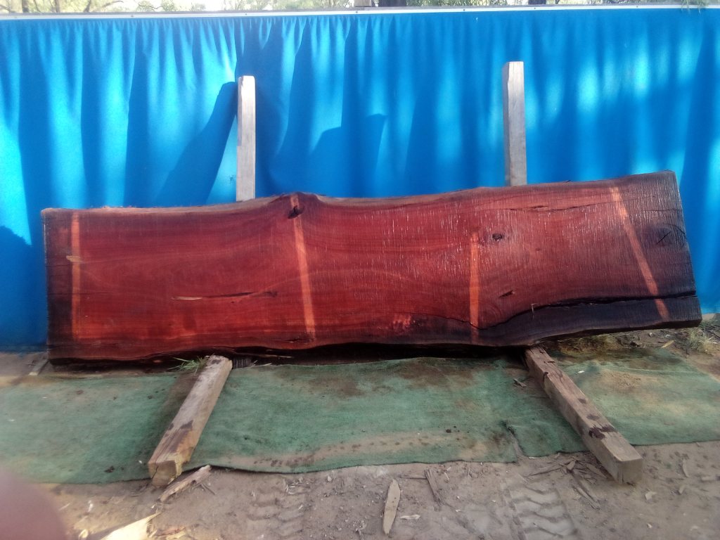 Sydney Blue Gum (TS927SBG)