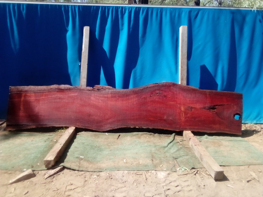 Sydney Blue Gum (TS929SBG)