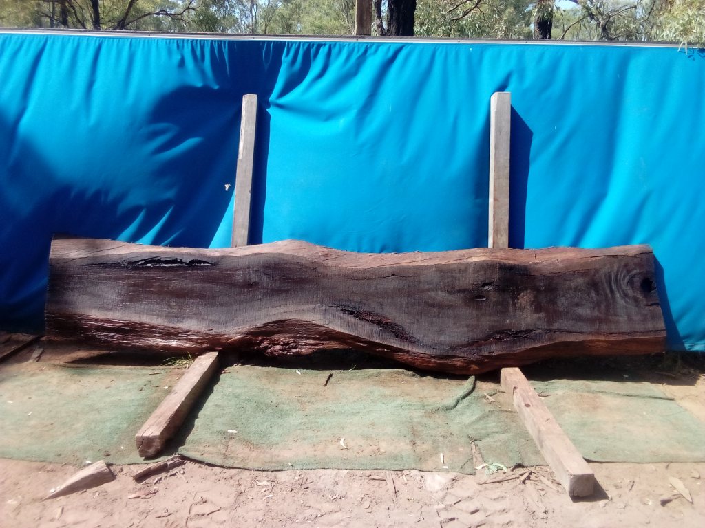 Sydney Blue Gum (TS929SBG)
