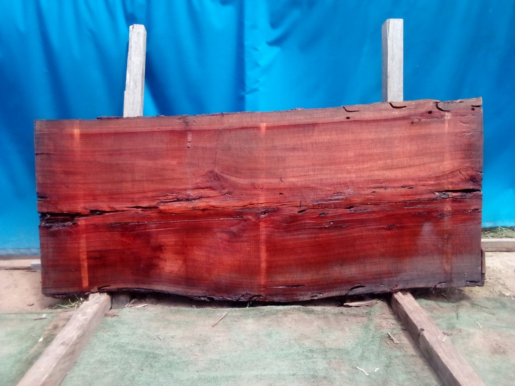 Sydney Blue Gum (TS930SBG)