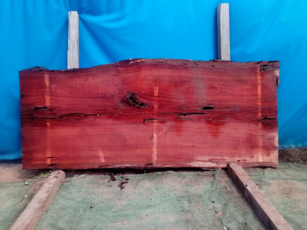 Sydney Blue Gum (TS930SBG)