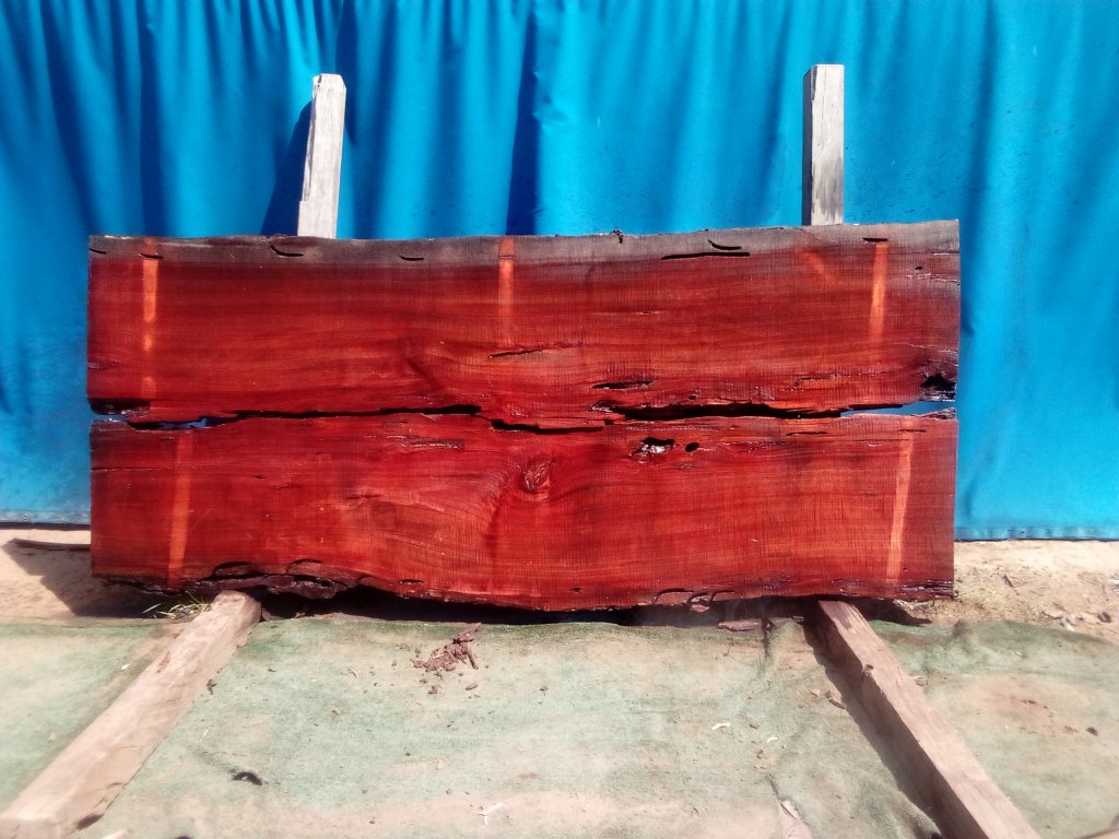 Sydney Blue Gum (TS931SBG)