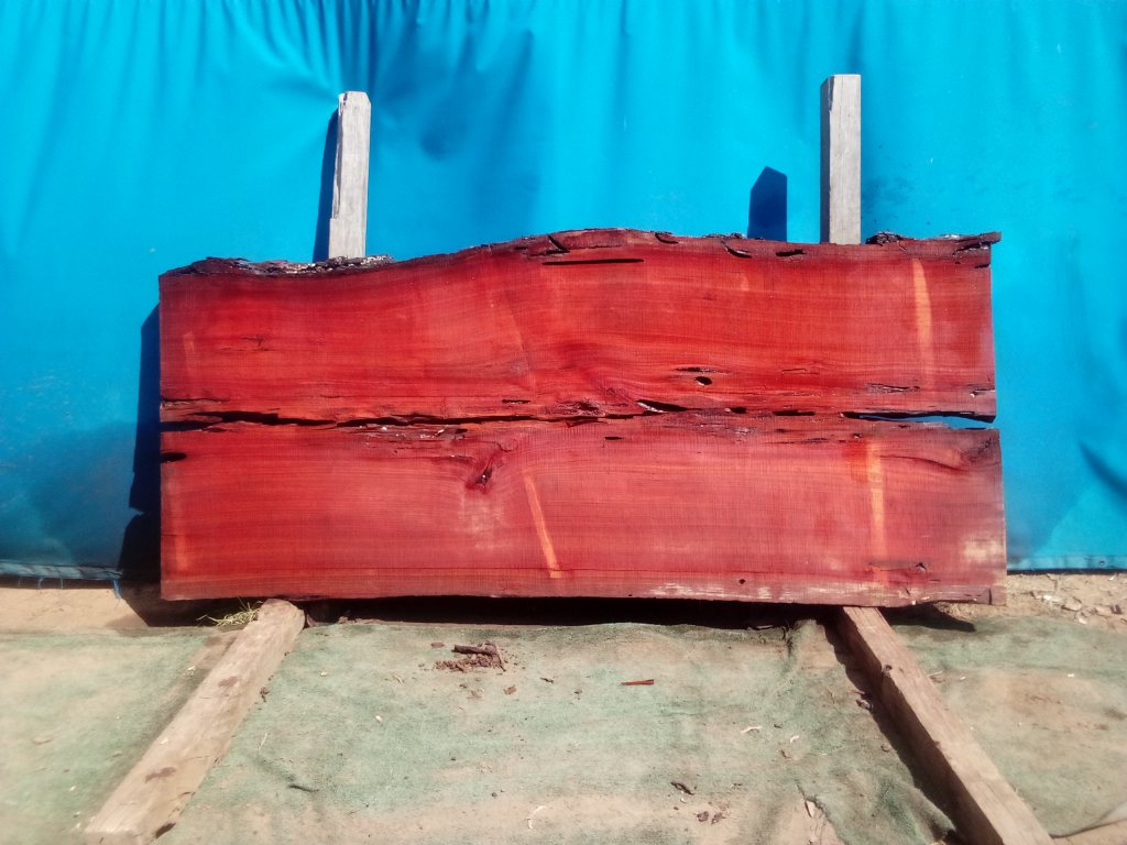 Sydney Blue Gum (TS931SBG)