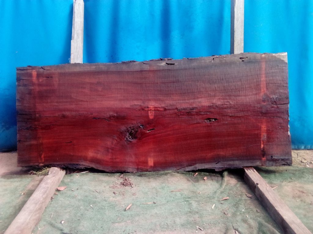 Sydney Blue Gum (TS932SBG)