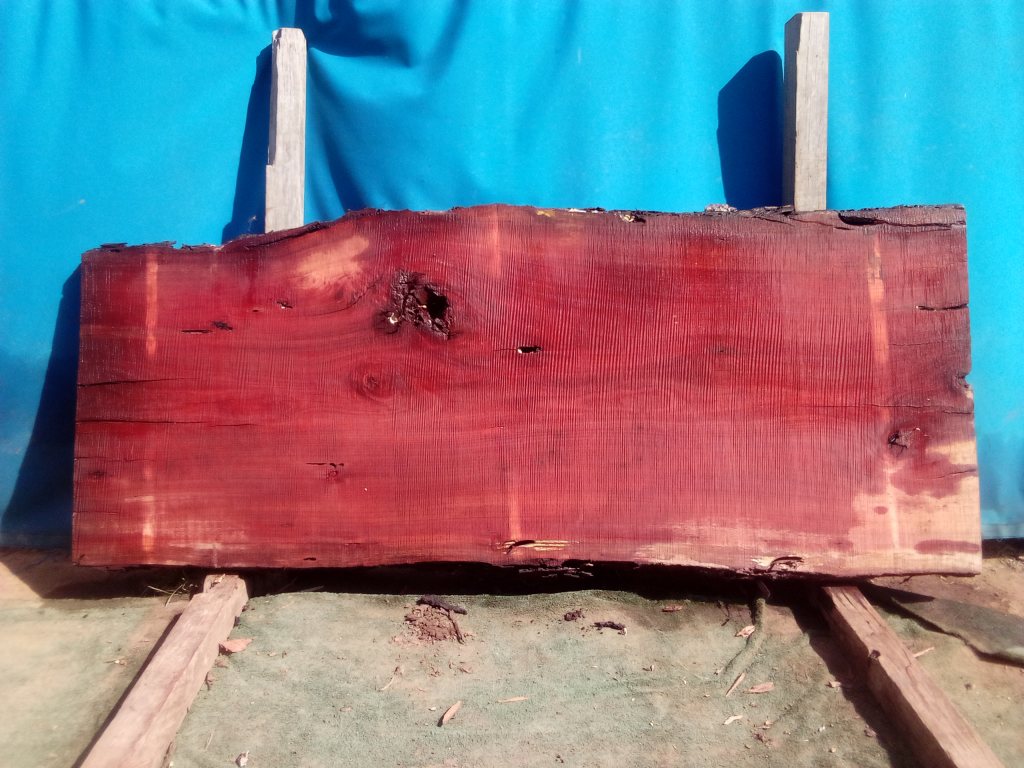 Sydney Blue Gum (TS932SBG)