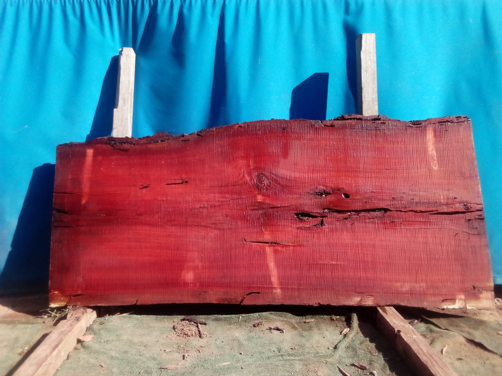 Sydney Blue Gum (TS933SBG)