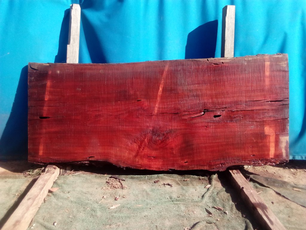 Sydney Blue Gum (TS933SBG)