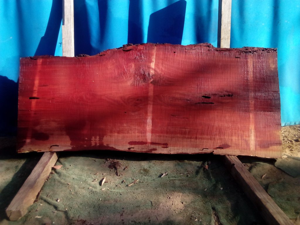 Sydney Blue Gum (TS934SBG)