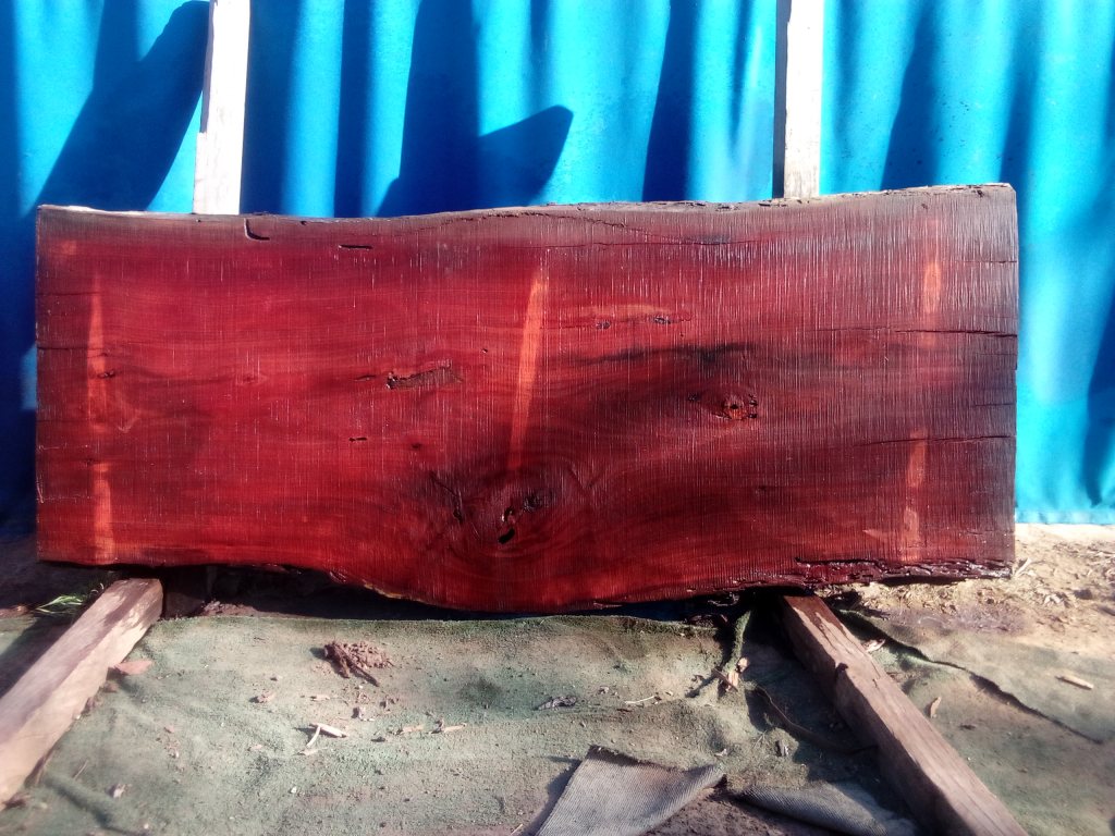 Sydney Blue Gum (TS934SBG)