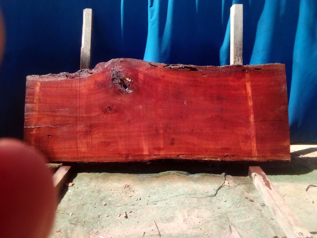 Sydney Blue Gum (TS935SBG)