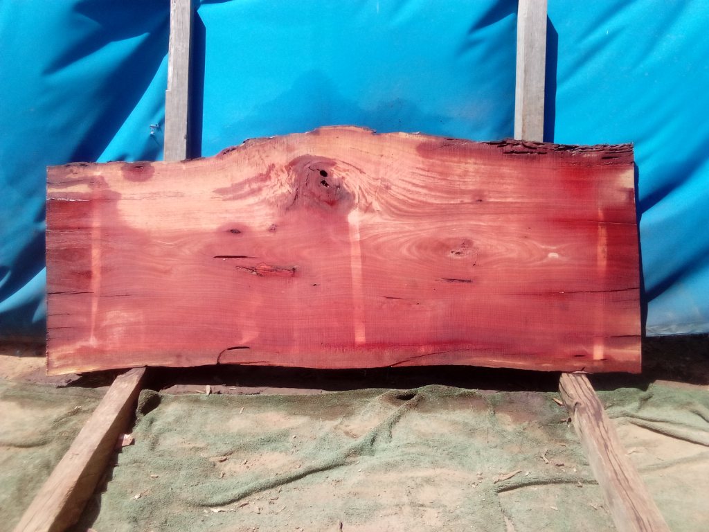 Sydney Blue Gum (TS936SBG)