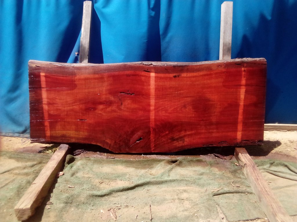 Sydney Blue Gum (TS936SBG)