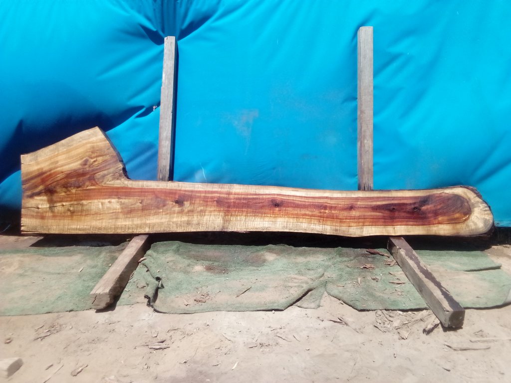 Camphor Laurel (TS938CL)