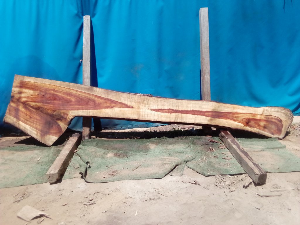 Camphor Laurel (TS938CL)