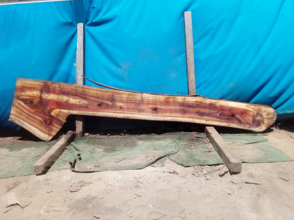 Camphor Laurel (TS939CL)