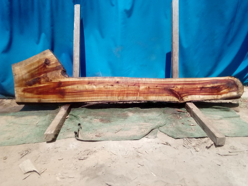 Camphor Laurel (TS939CL)