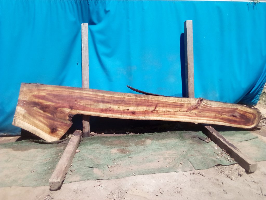 Camphor Laurel (TS940CL)