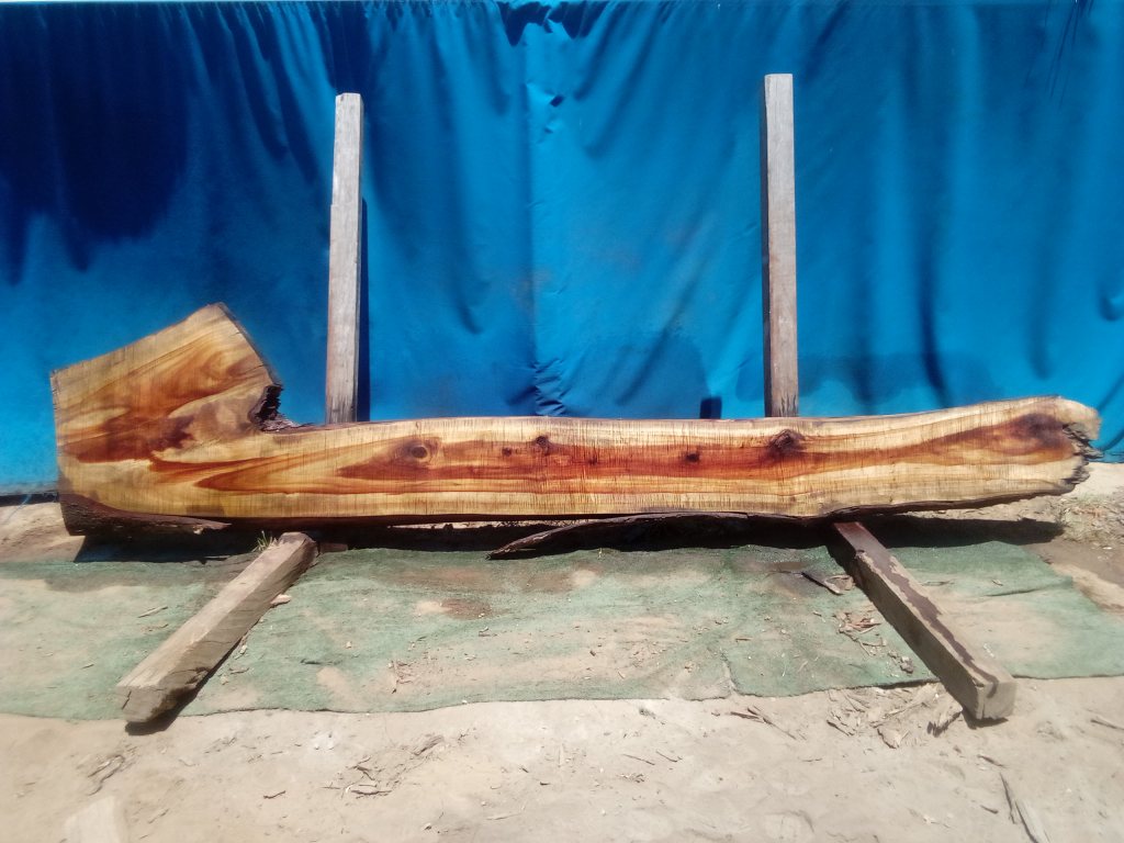 Camphor Laurel (TS940CL)