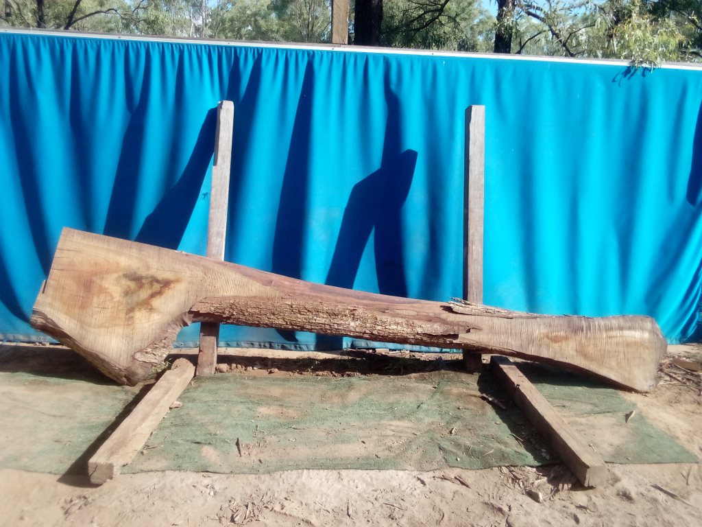 Camphor Laurel (TS941CL)