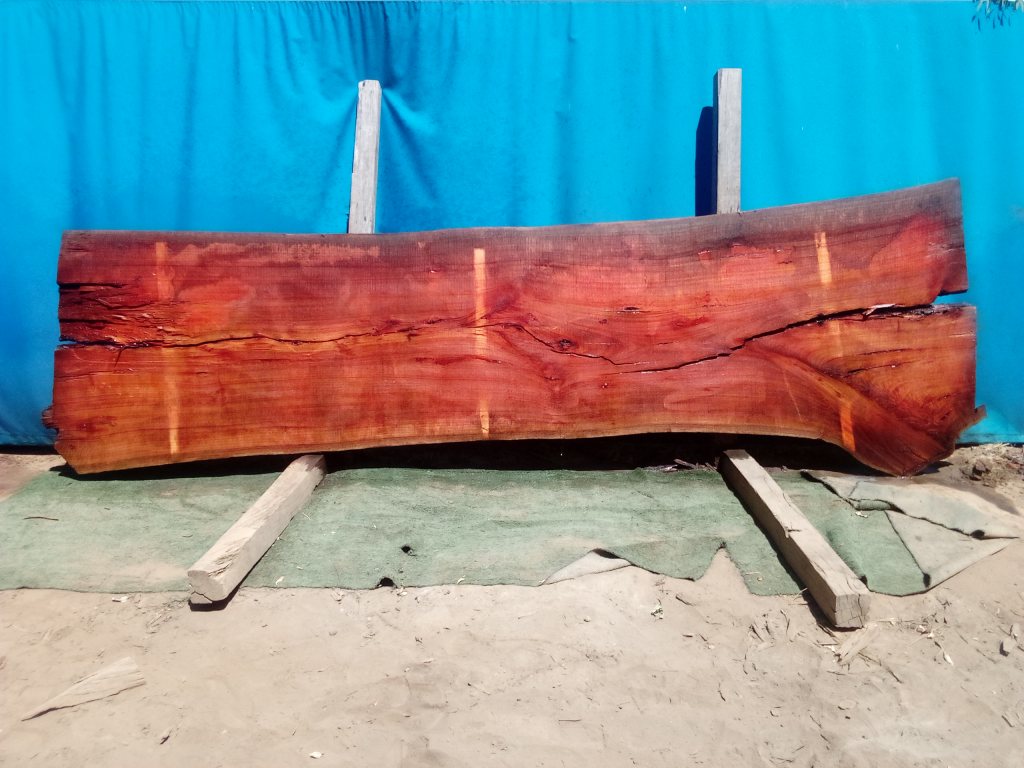 Sydney Blue Gum (TS942SBG)