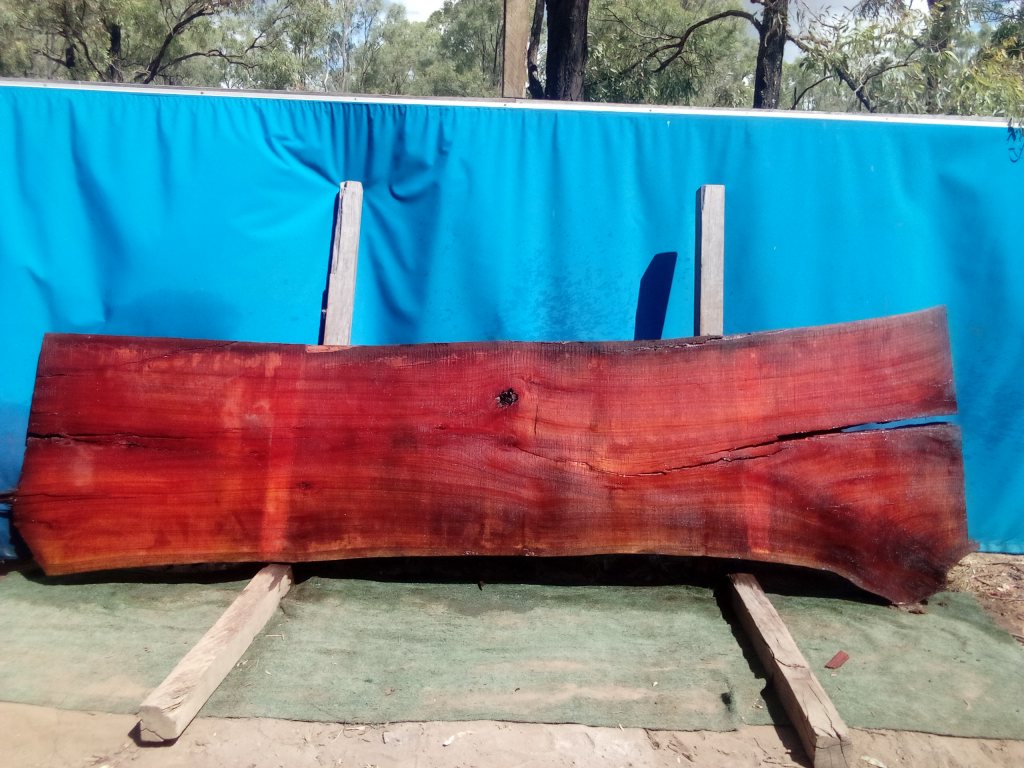 Sydney Blue Gum (TS943SBG)