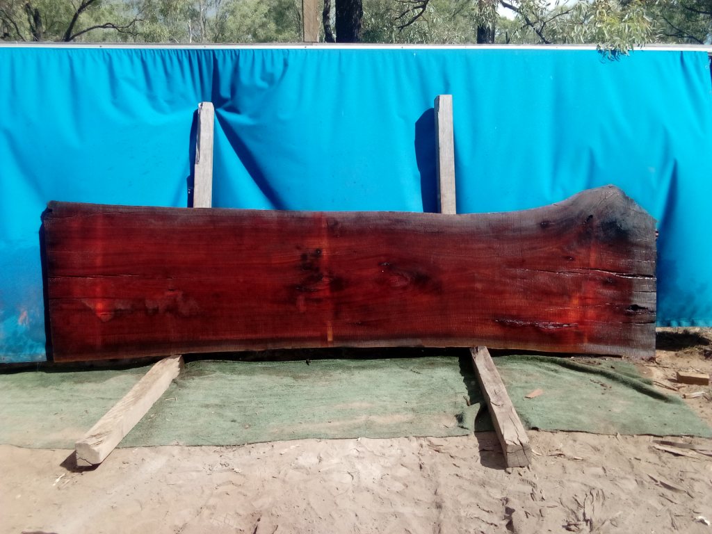 Sydney Blue Gum (TS944SBG)