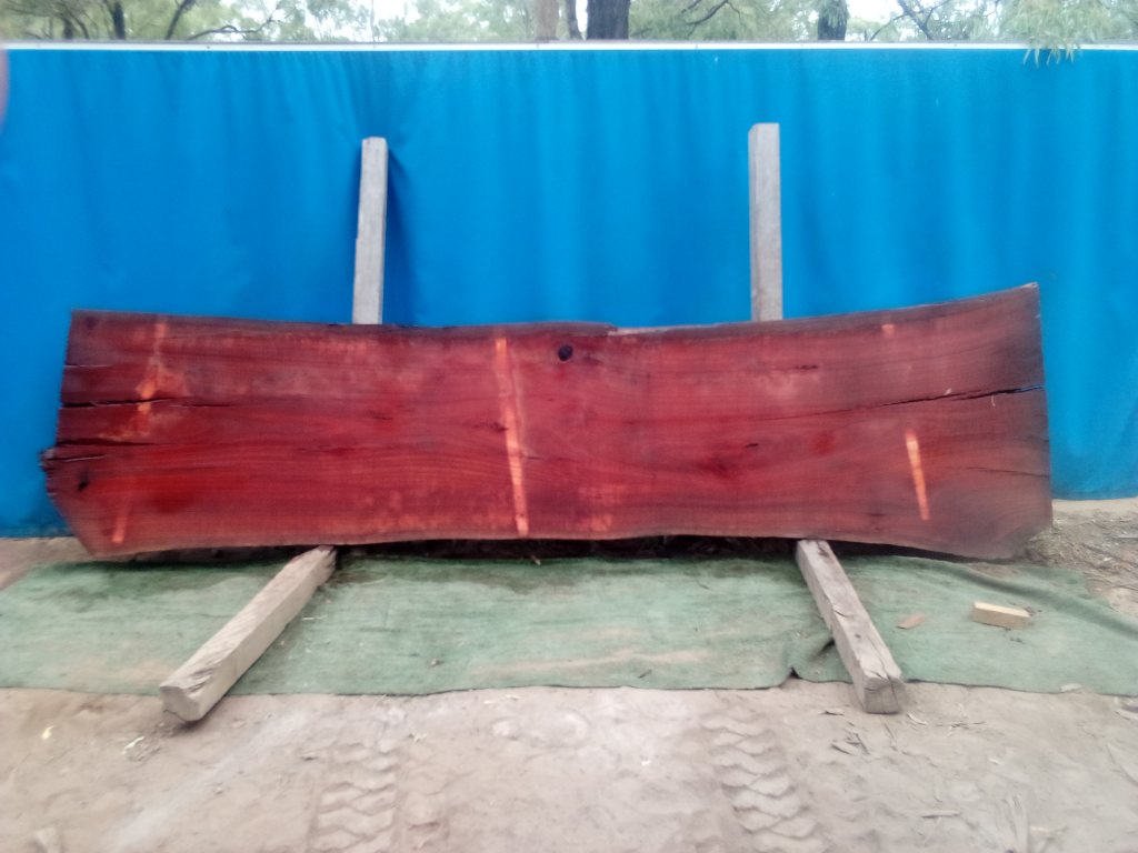 Sydney Blue Gum (TS945SBG)