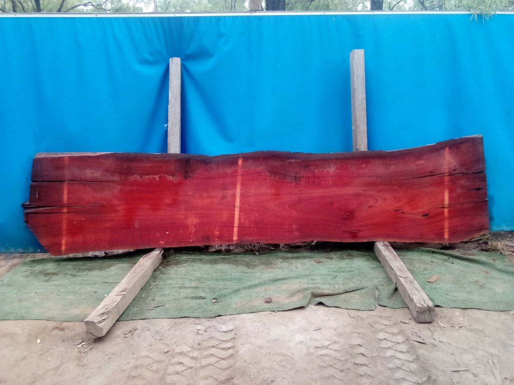 Sydney Blue Gum (TS946SBG)