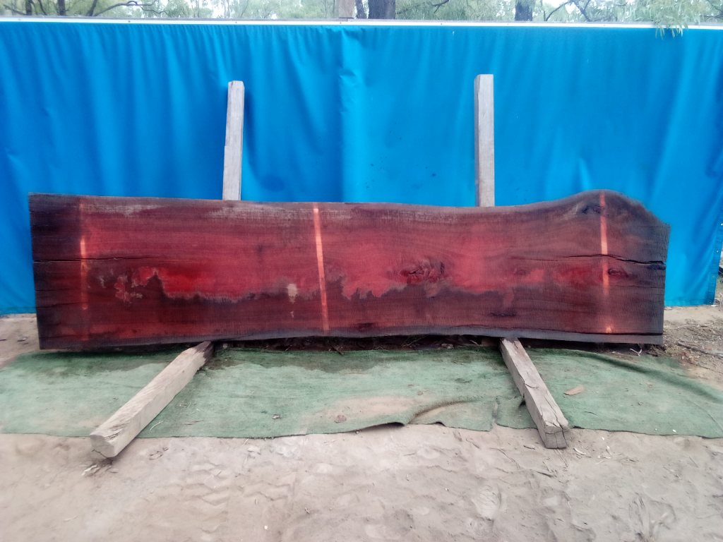 Sydney Blue Gum (TS947SBG)