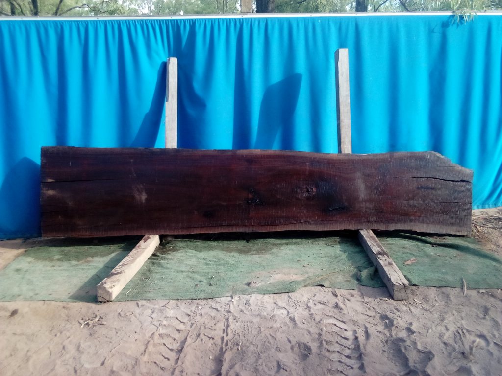 Sydney Blue Gum (TS948SBG)