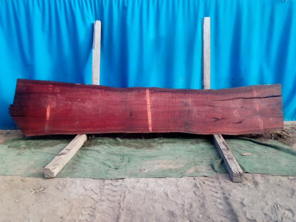 Sydney Blue Gum (TS949SBG)