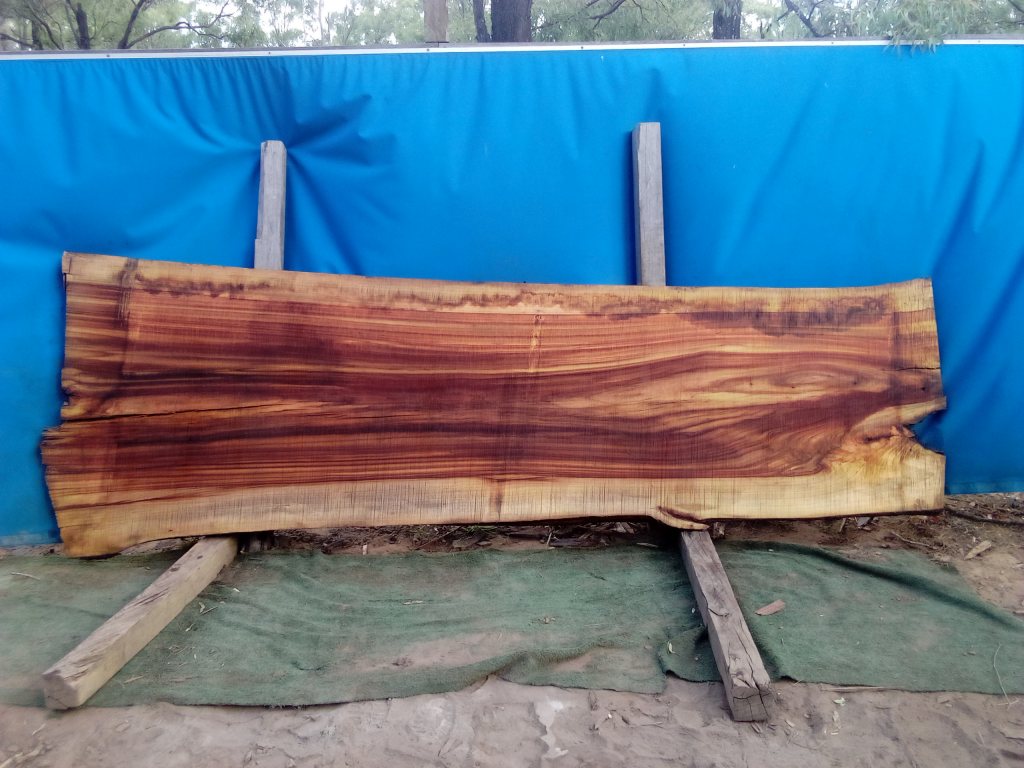 Camphor Laurel (TS950CL)