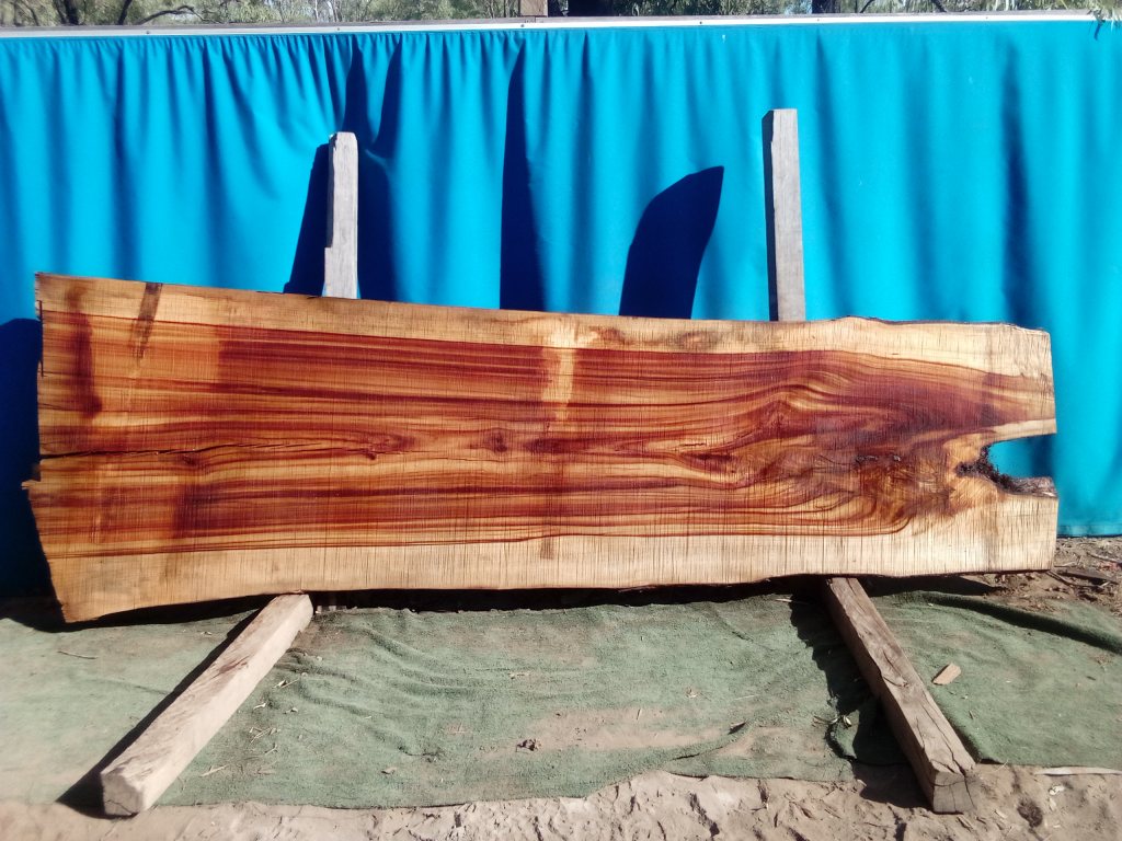 Camphor Laurel (TS951CL)