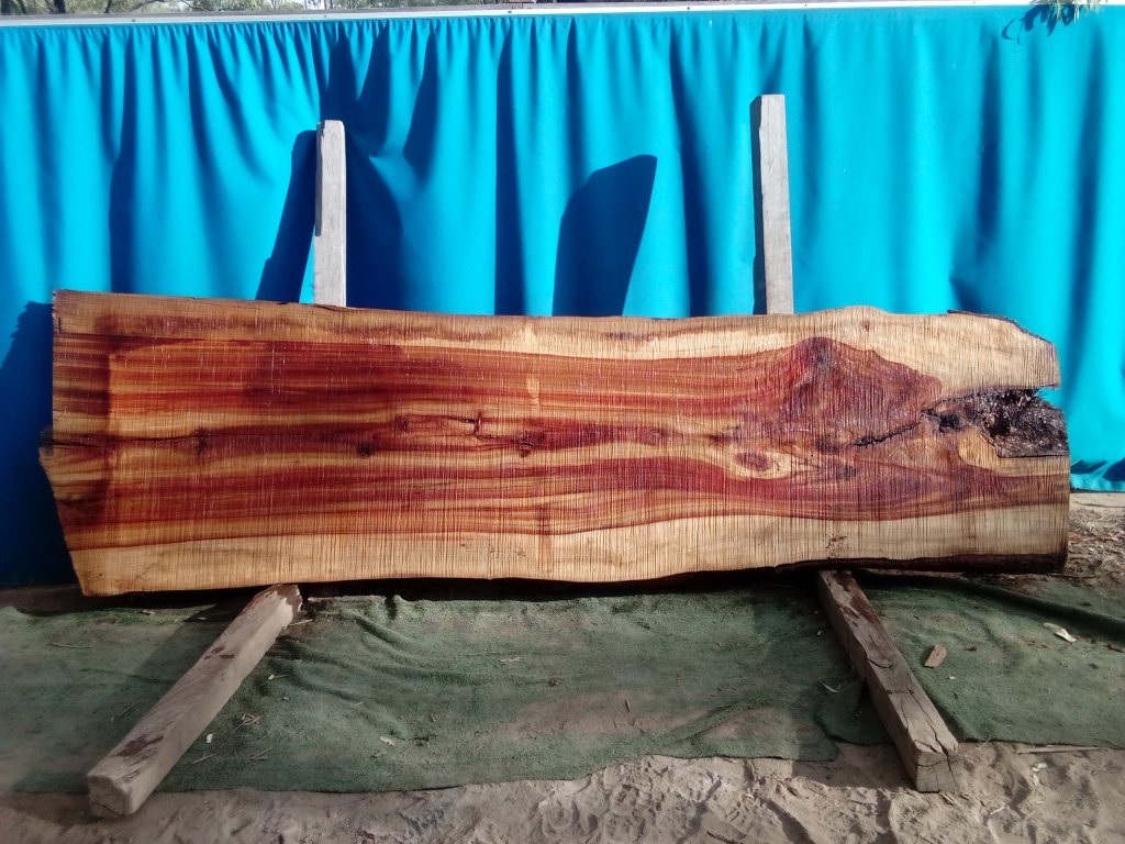 Camphor Laurel (TS953CL)