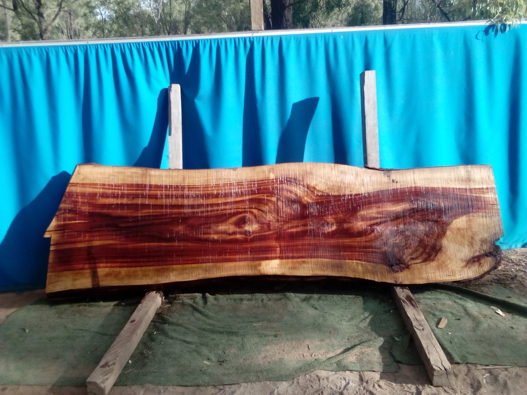 Camphor Laurel (TS953CL)